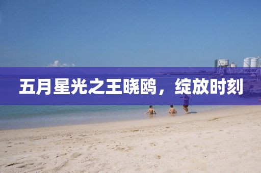 五月星光之王曉鷗，綻放時刻