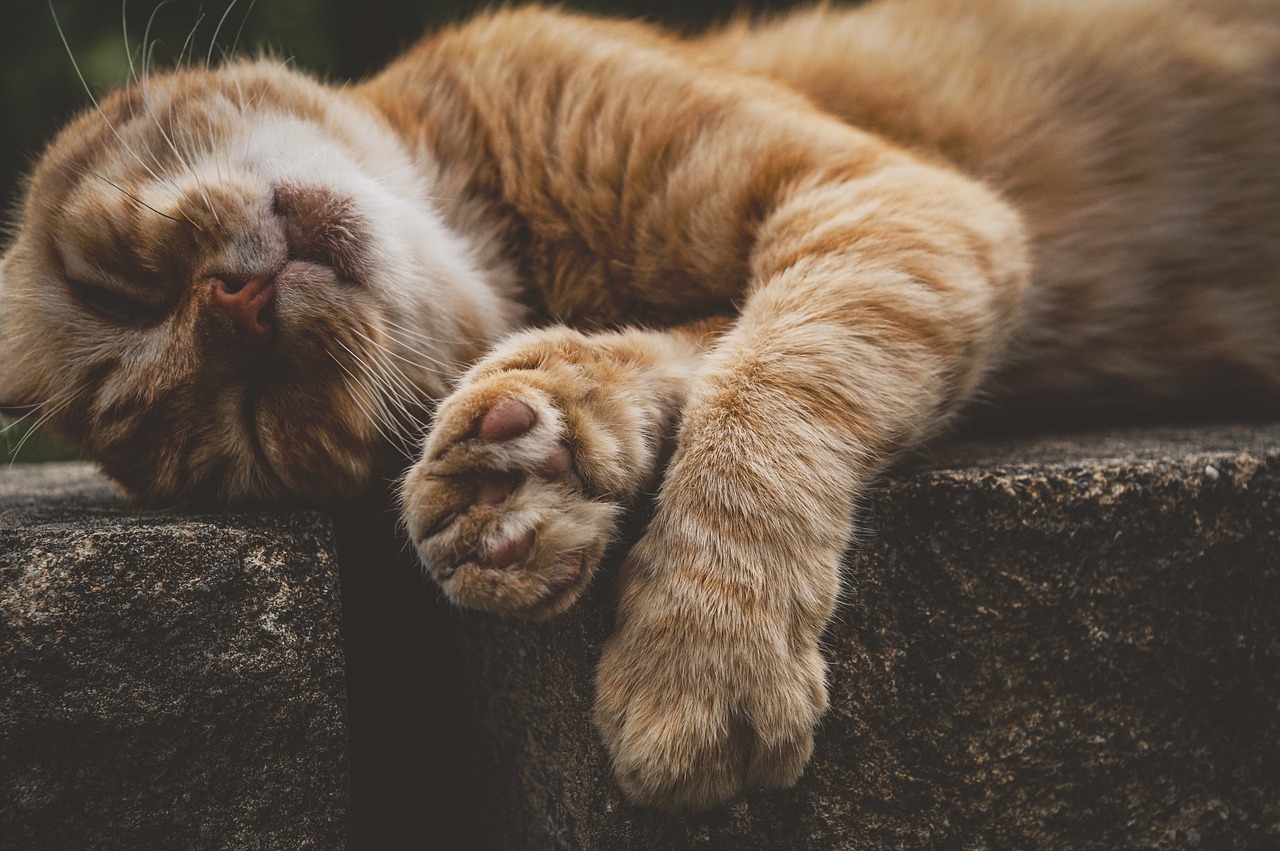 最新飼養(yǎng)標(biāo)準(zhǔn)，重塑寵物養(yǎng)護觀念與提升動物福利的關(guān)鍵之道