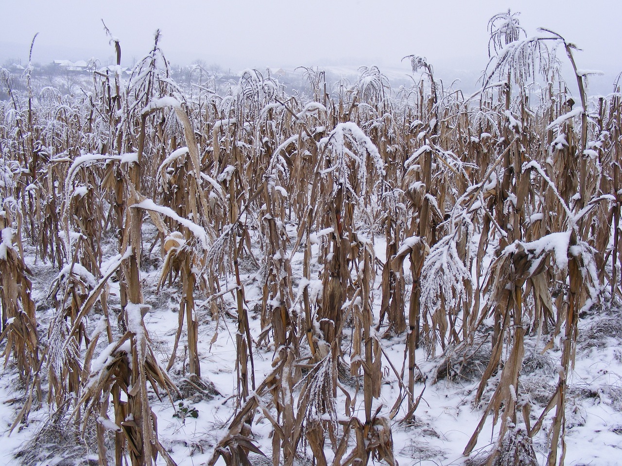 全國多地降雪來襲，氣象部門發(fā)出預(yù)警，最新下雪新聞匯總